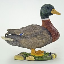 Mallard Drake Duck Farmyard