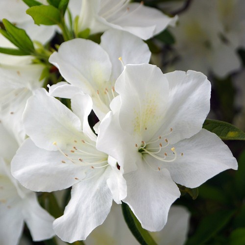 Garden shrub azalea encore - garden,