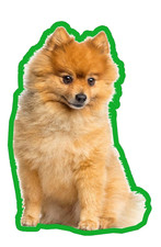 2 X POMERANIAN AIR FRESHENERS - FLORAL BOUQUET SCENT - DOG LOVER GIFT CAR HOME