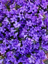 x3 Campanula Poscharskyana