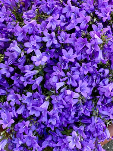 Campanula poscharskyana - x3,