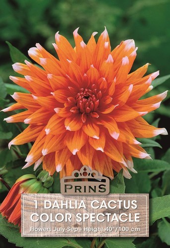 Dahlia cactus type - type, 'colour