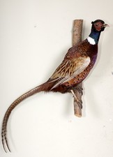 Beautiful Hunting Pheasant