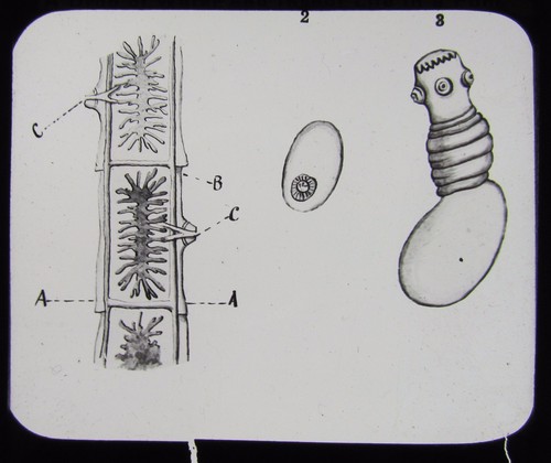 Glass magic lantern - glass,