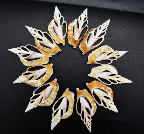 Center cut strombus shells - 12,