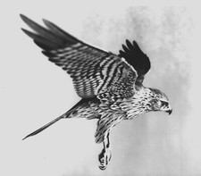 Card Model Kit of British Wild