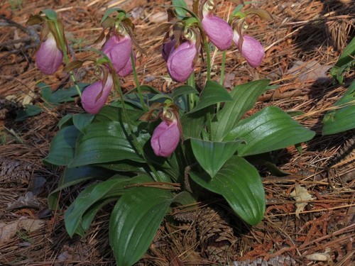 Rare pink slipper - rare, orchid