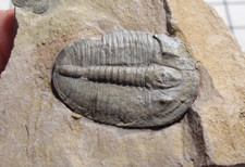Cambrian Elrathia kingi