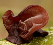 Jelly ear judas - ear/judas's, ear/jew's