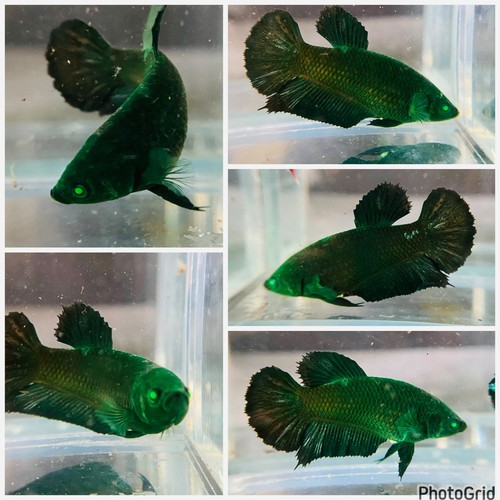 Live betta fish plakat - betta, hulk