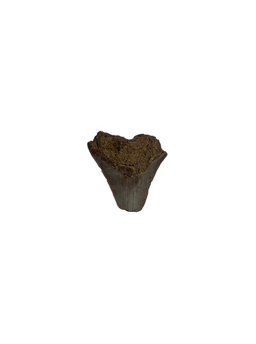 Megalodon shark tooth - shark, fragment