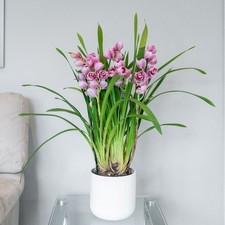 50cm Cymbidium Piccobello Pink Orchid Indoor Plant Houseplant 14cm Pot