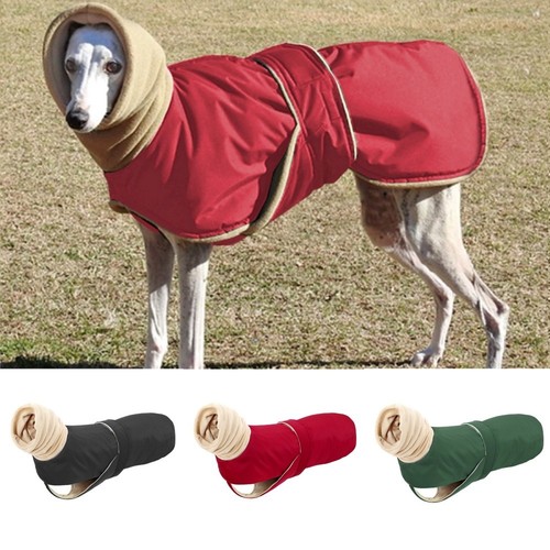 Winter pet dog high - pet,