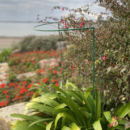 Metal garden plant support - plant,