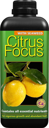 Citrus food plant tree - plant, feed
