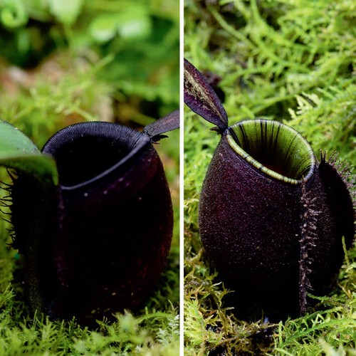 Nepenthes ampullaria black - nepenthes🌱(ampullaria,
