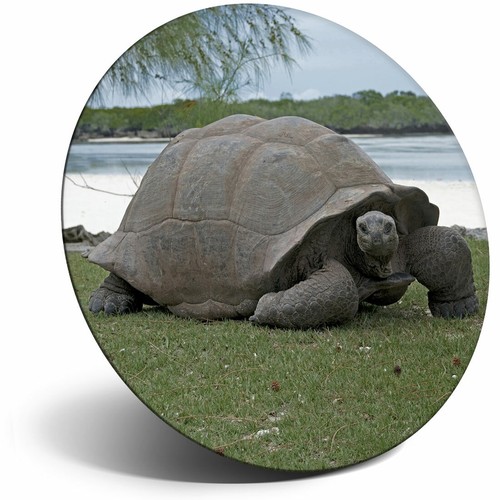 Awesome fridge magnet - magnet,