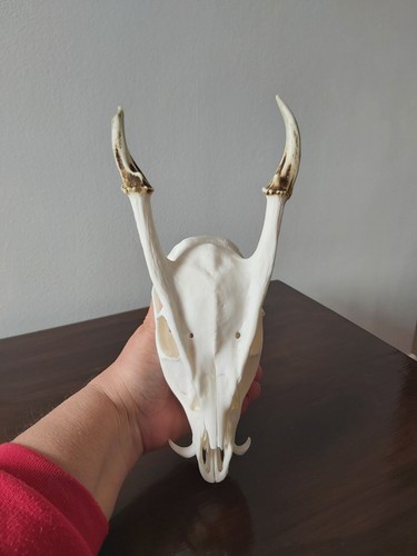 Muntjac buck deer skull - muntjac,