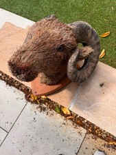 Rustic Ram Head Wall Mount – Faux Taxidermy with Bristle Fur & Resin Horns – 42c