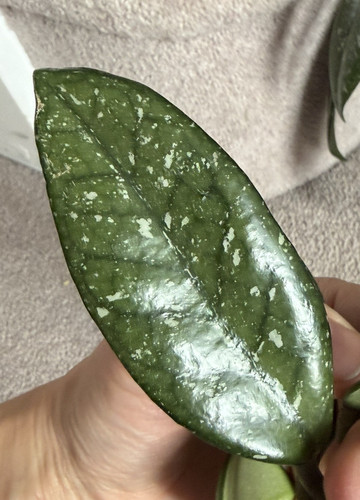 Hoya carnosa heirloom - hoya,