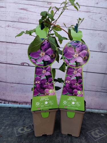 Clematis gypsy queen 9cm - 2, x