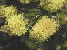 CALLISTEMON PITYOIDES yellow