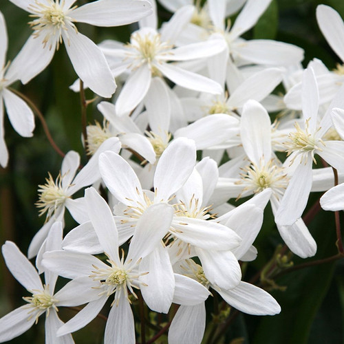 Clematis armandii evergreen - clematis,