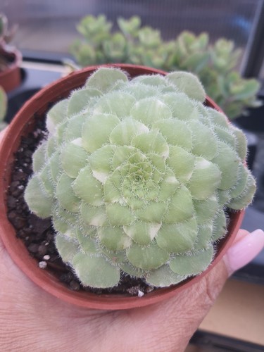 Aeonium tabuliforme variegated - tabuliforme,