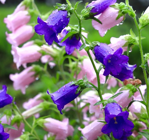 2100x canterbury bells double - canterbury,