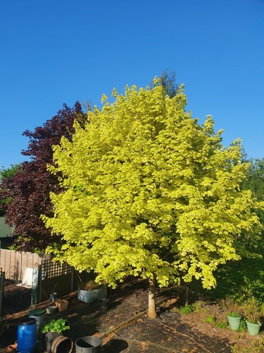 English grown norway - grown, acer