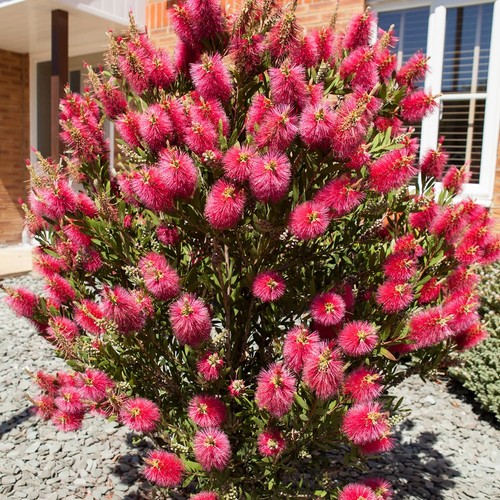 Callistemon bottlebrush shrub - bottlebrush,