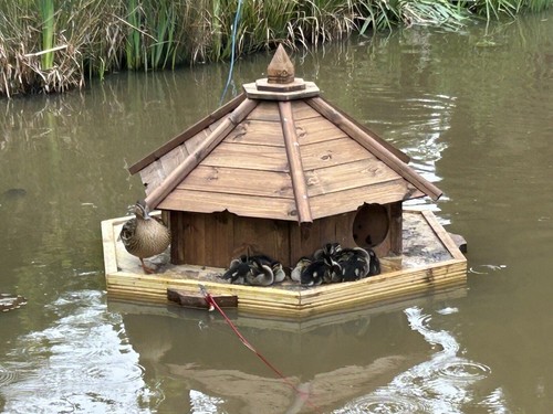 Large hexagonal floating - large, duck