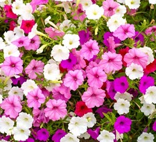 Petunia Balcony Mixed Seeds  1000 Seeds - Flowers Baskets - Finest Flowers Seeds