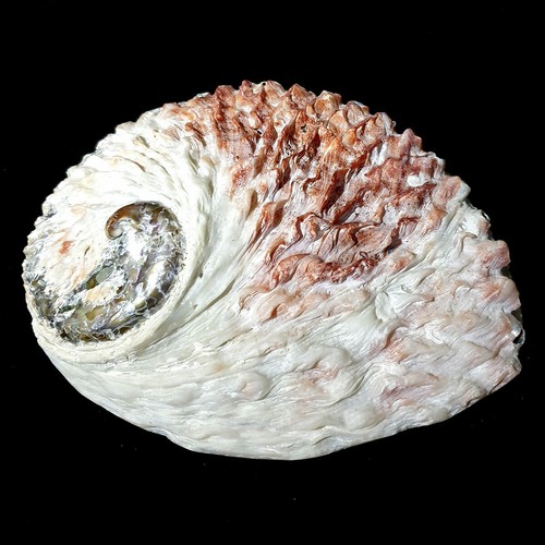 Large abalone seashell - large,
