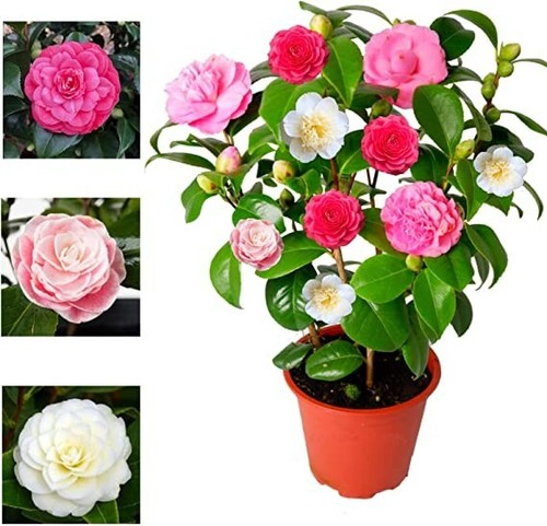 Camellia plant japonica - plant,