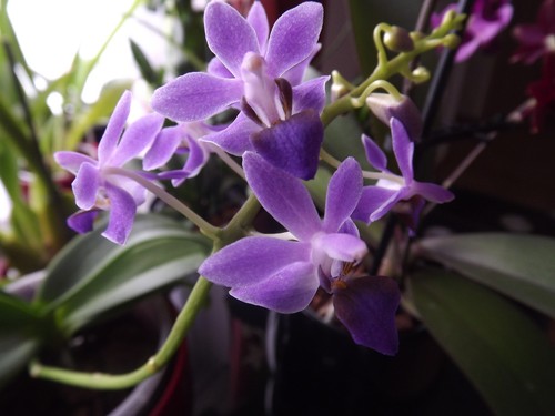 Phalaenopsis doritaenopsis - phalaenopsis, /