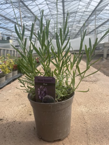 English lavender lavandula - english,