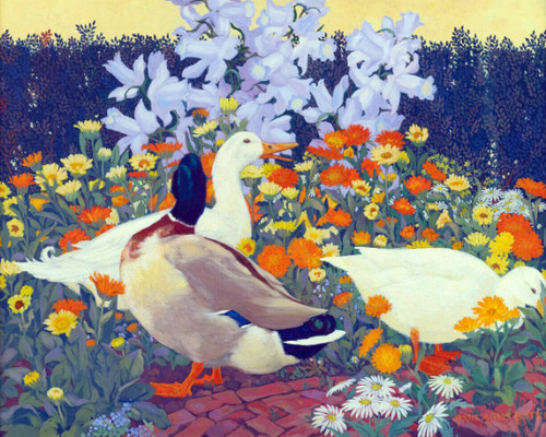 Ducks marigolds flower - in,
