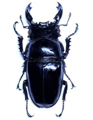 Rare lucanidae mesotopus - xl,