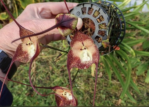 300 seeds dracula orchid - ,