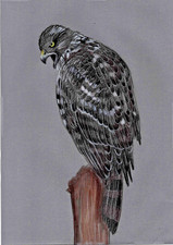 Original coloured pencil