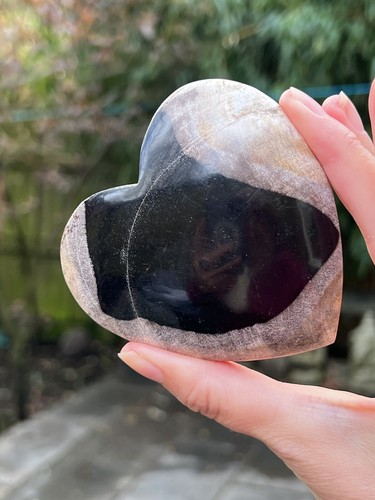 Petrified fossilised wood - petrified,