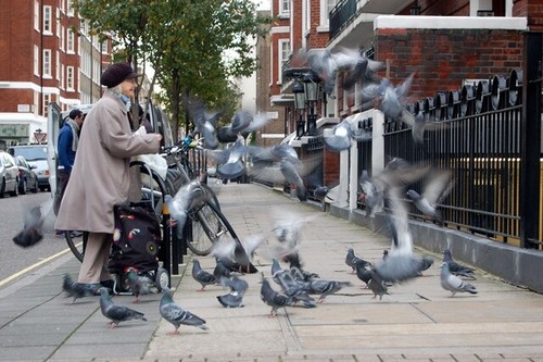 Photo 6x4 feeding the pigeons - feeding,