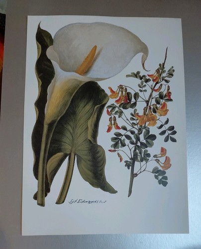 Botanical print arum lily - botanical,