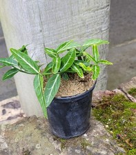 Euonymus wolong ghost - euonymus,