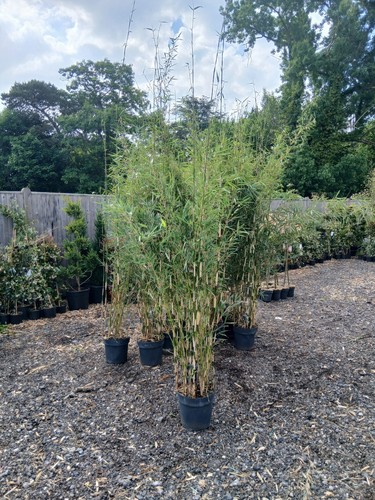 Fargesia robusta campbell - fargesia,