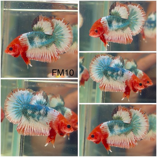 Male betta live fish - fish, koi