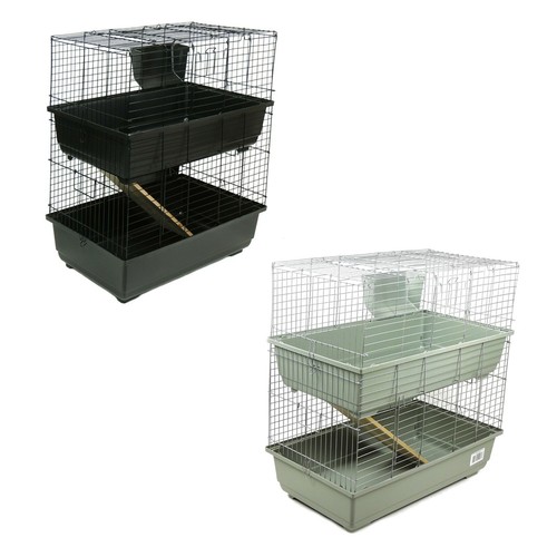 Rabbit guinea pig indoor - rabbit,