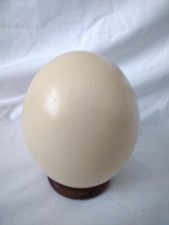 Vintage Ostrich Egg on Wooden