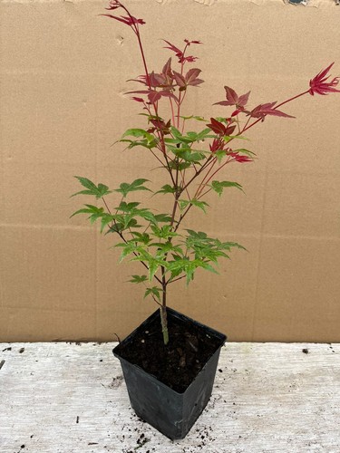Acer palmatum shindeshojo - palmatum,